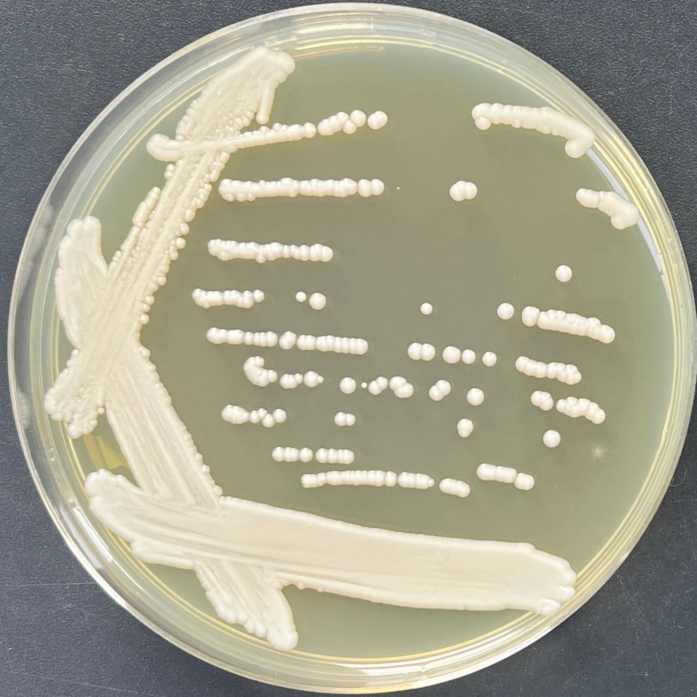 Paragoto Isabella yeast-BNCC