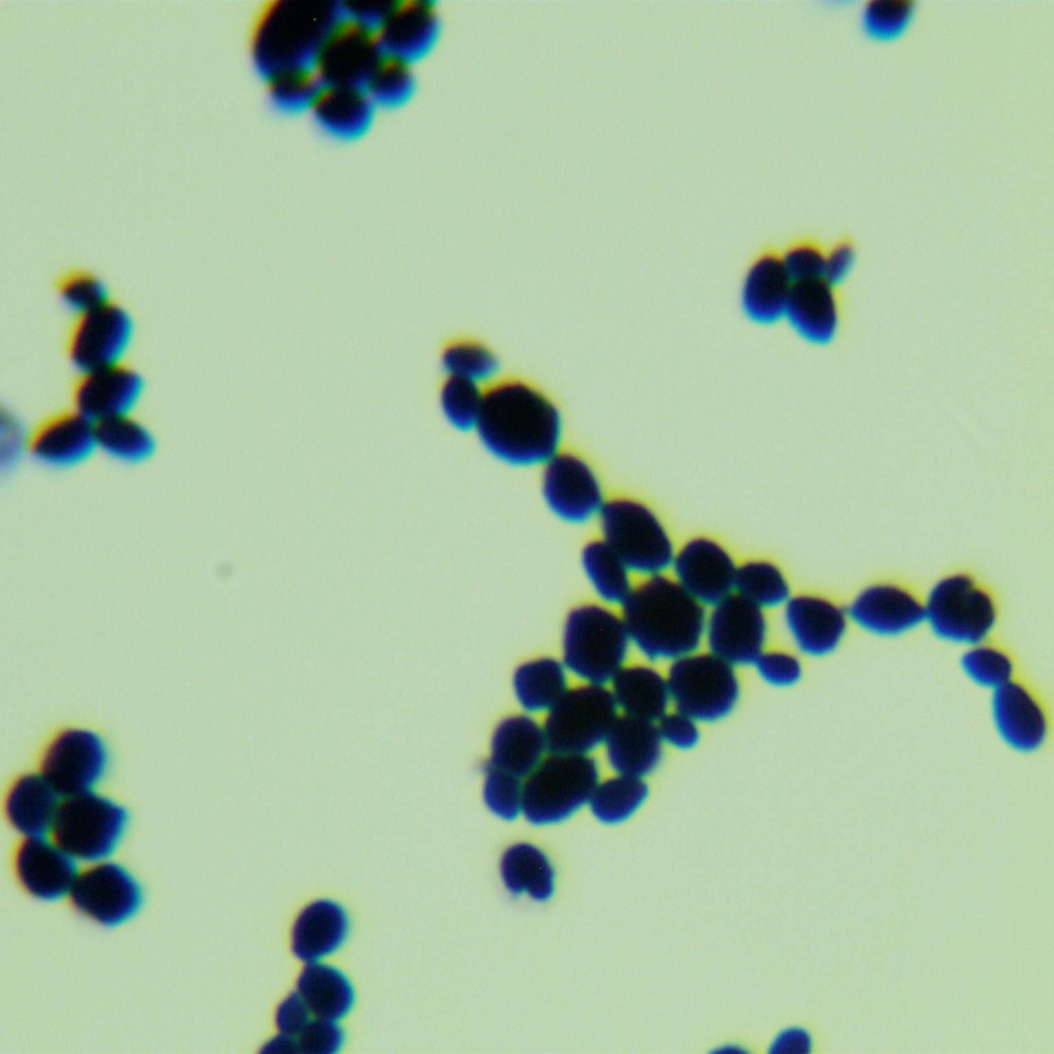 Paragoto Isabella yeast-BNCC
