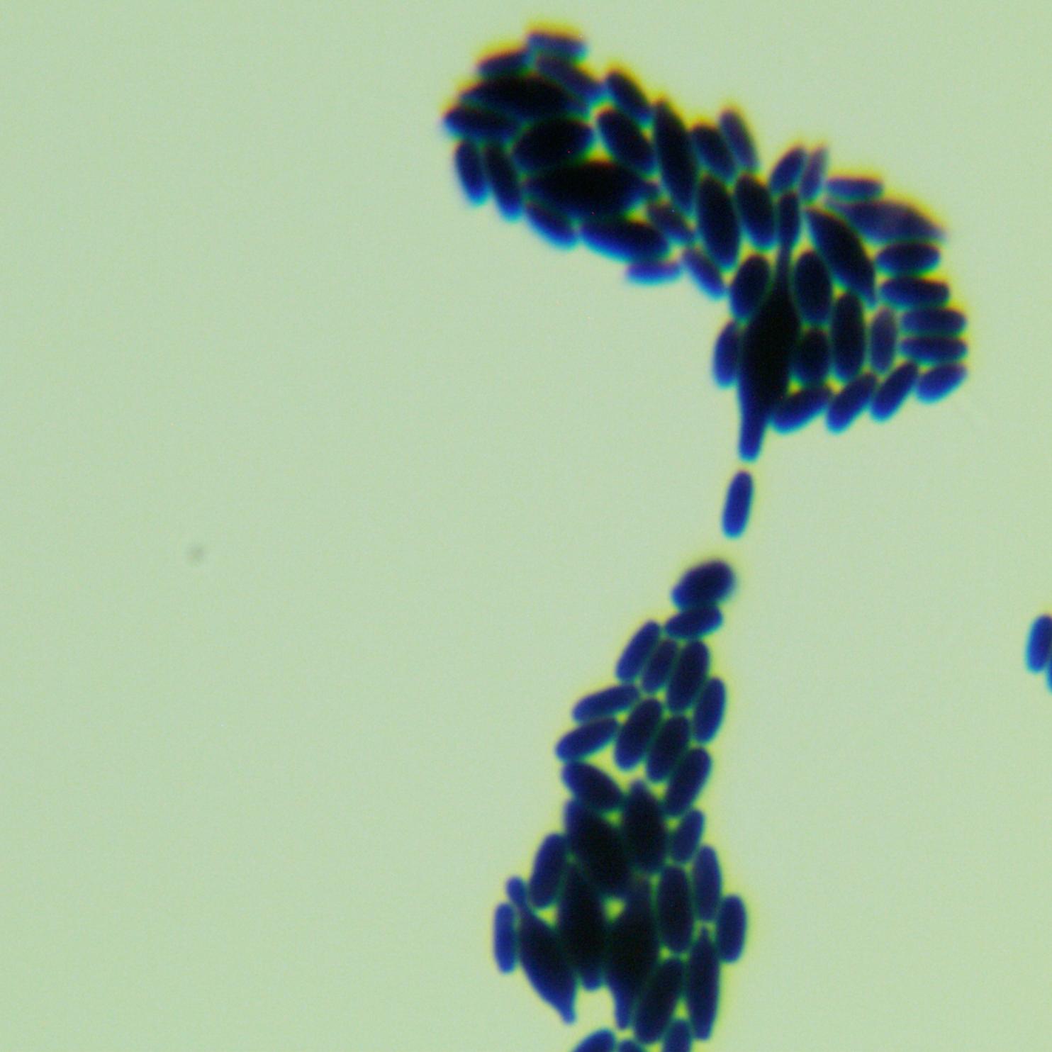 Cactus fungus Hansenula-BNCC