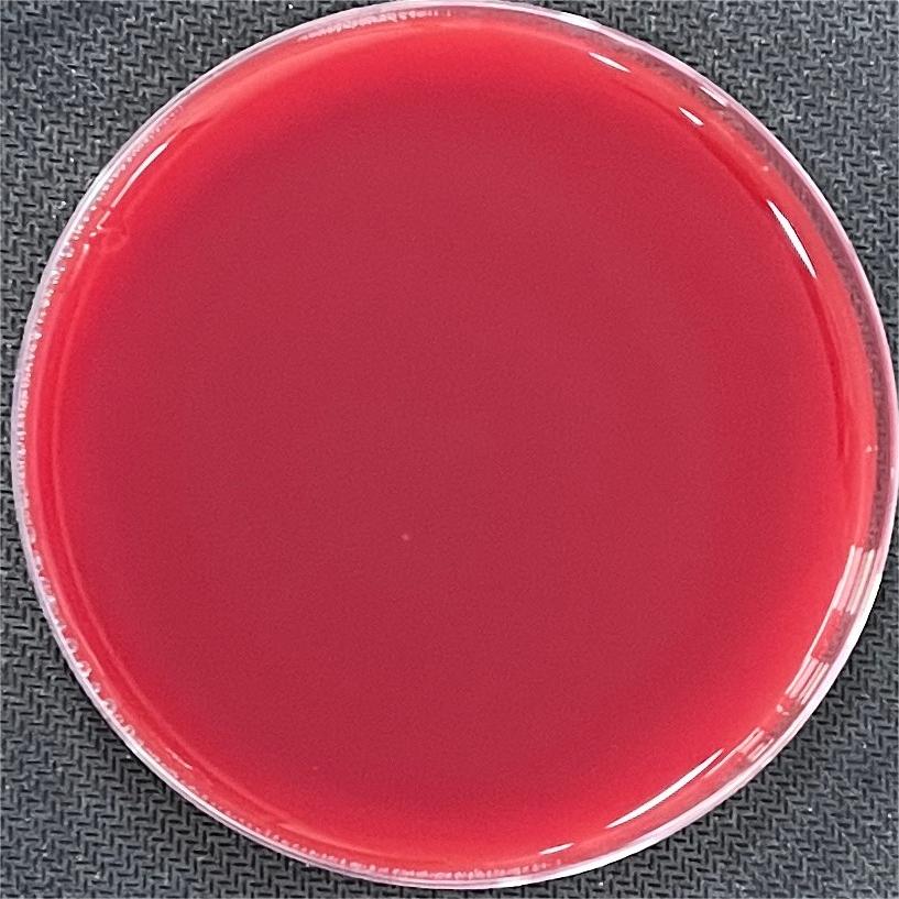 Reference substance for Streptococcus agalactiae (Chemical inactivation) (strongly positive)-BNCC