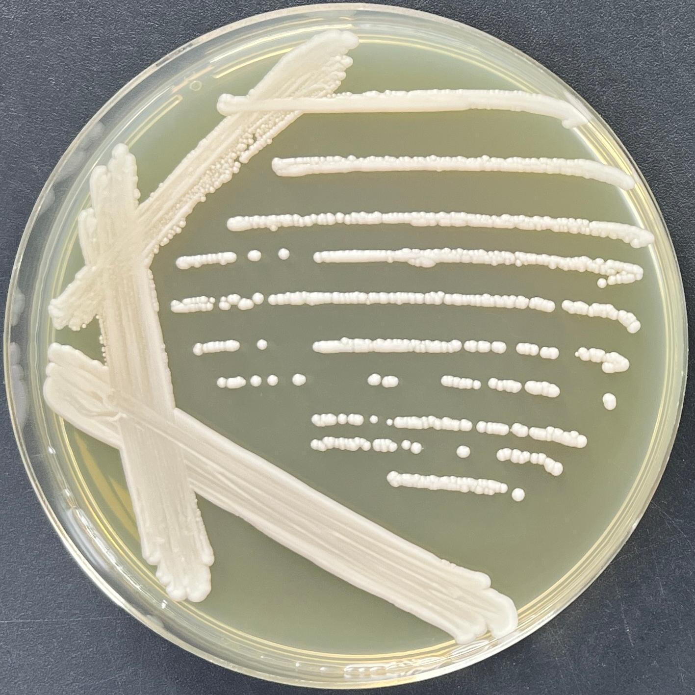 Candida genus-BNCC