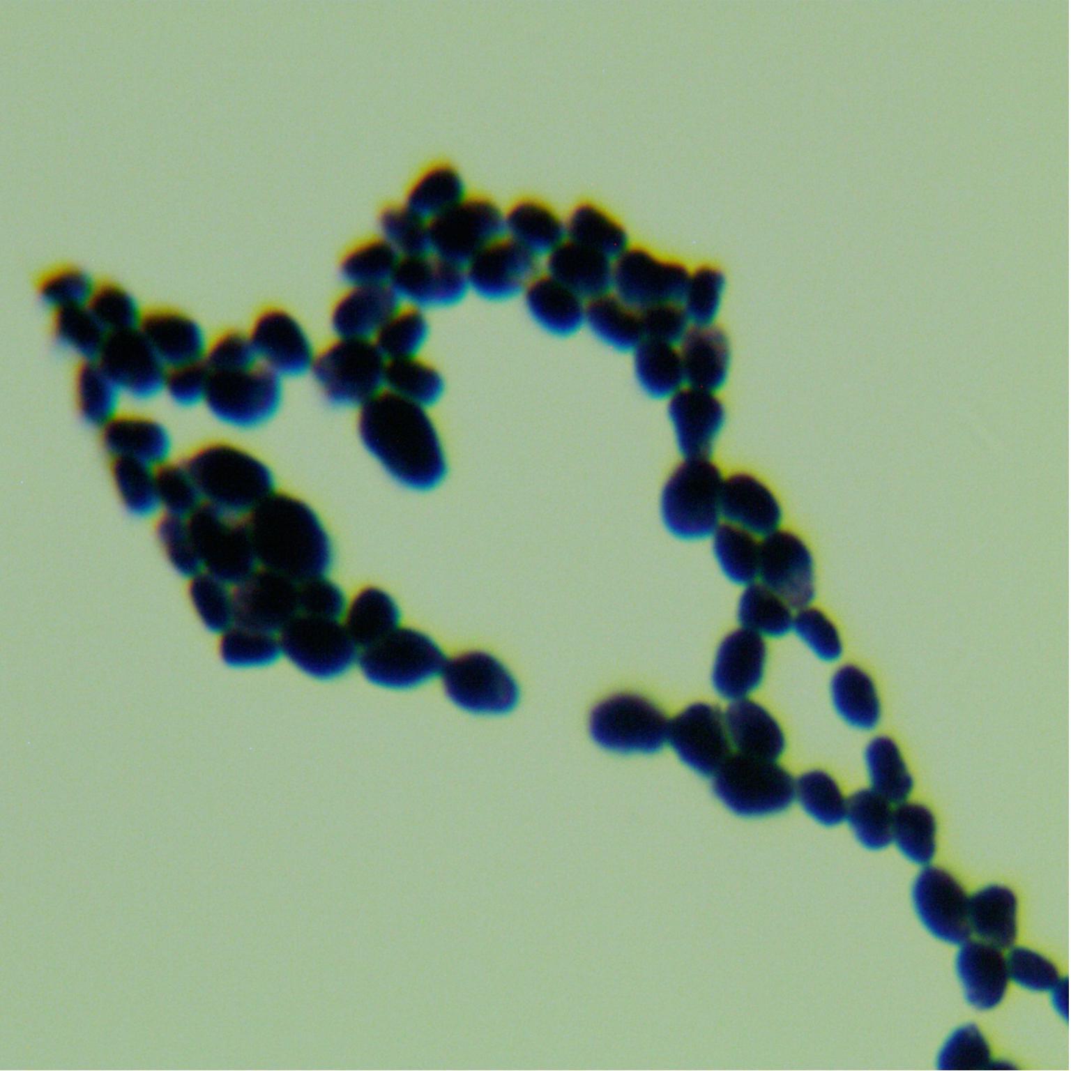 Candida genus-BNCC