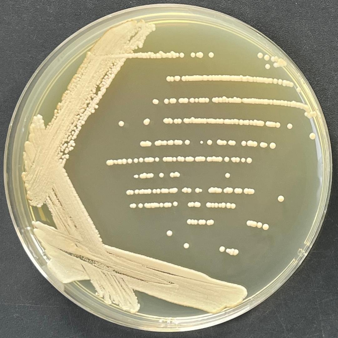 Neixiang Kodak yeast-BNCC