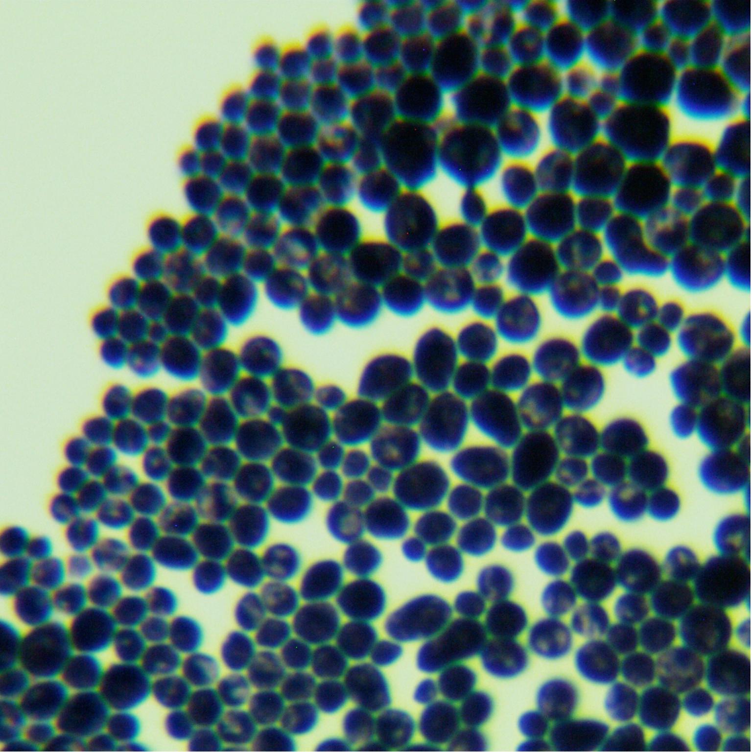 Neixiang Kodak yeast-BNCC