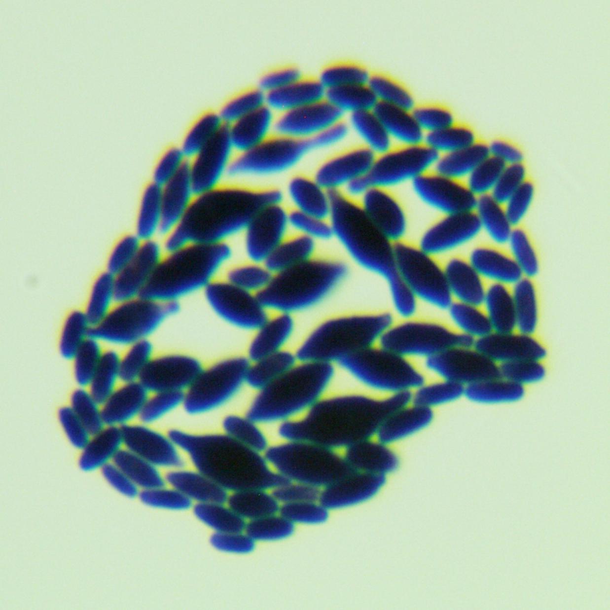 Aspergillus genus-BNCC