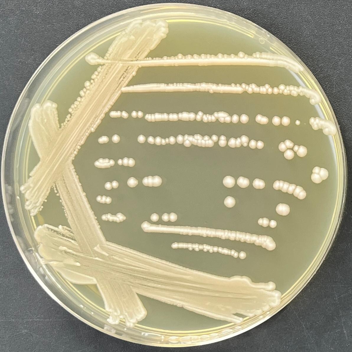 Aspergillus genus-BNCC