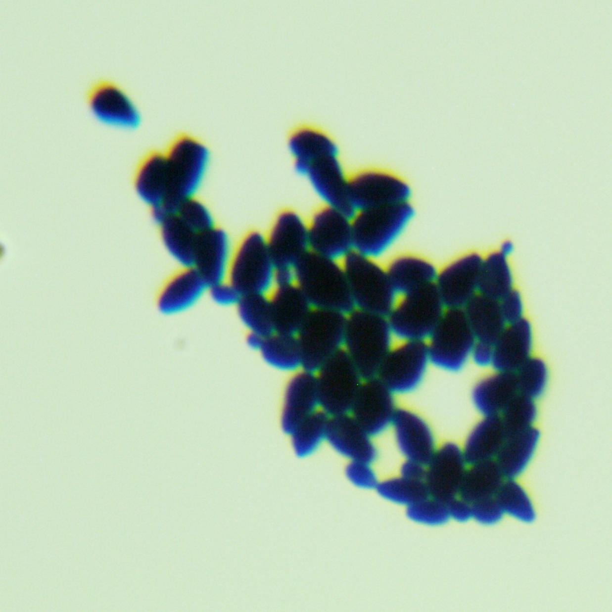 Xiaguan Shanshan yeast-BNCC