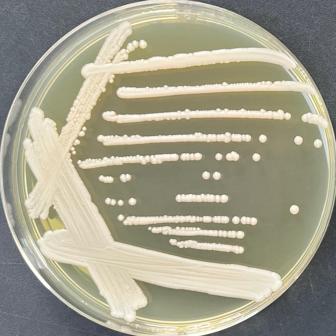California Barnett yeast-BNCC
