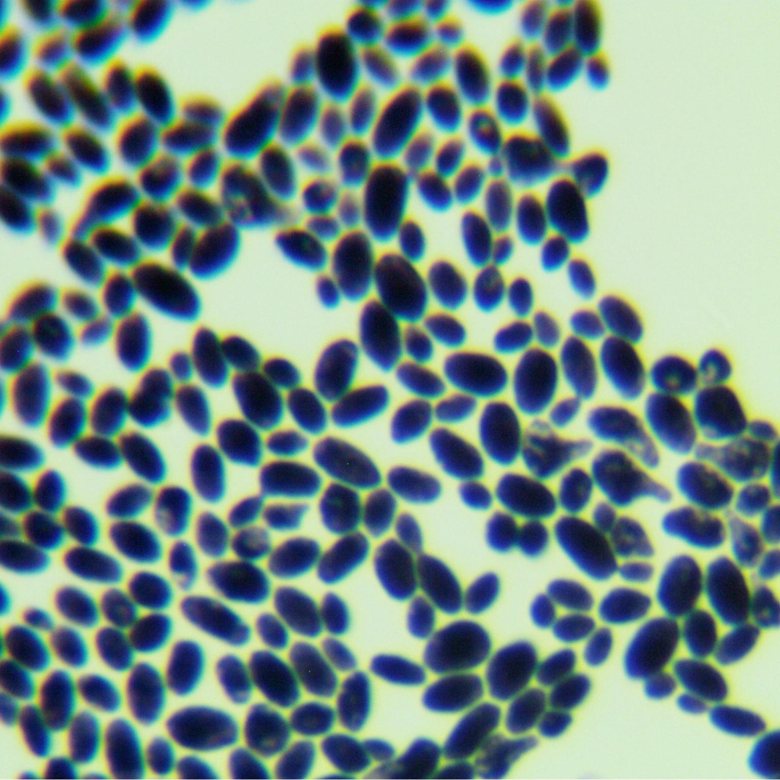 California Barnett yeast-BNCC