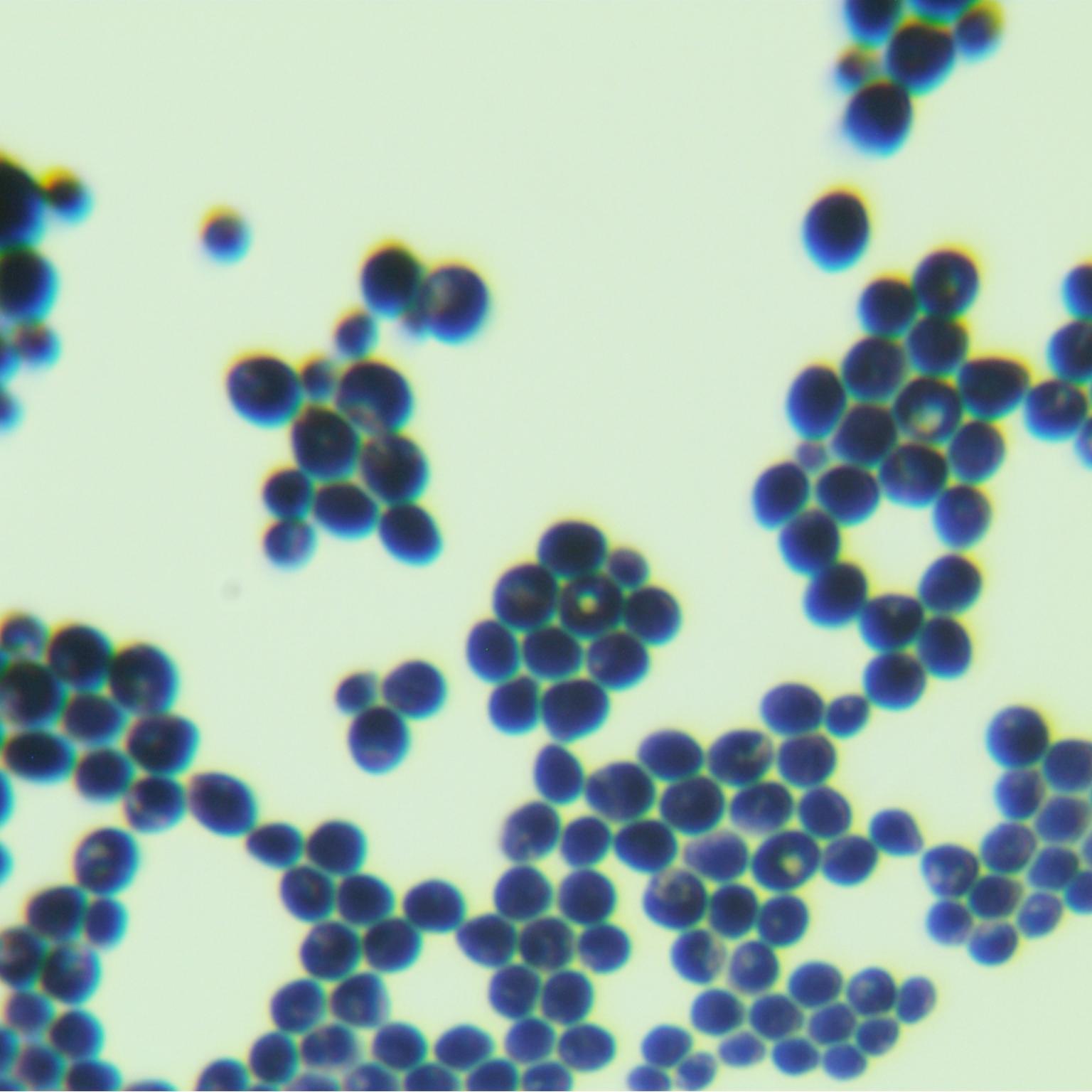 Yuanhe Saturn Spore Yeast-BNCC