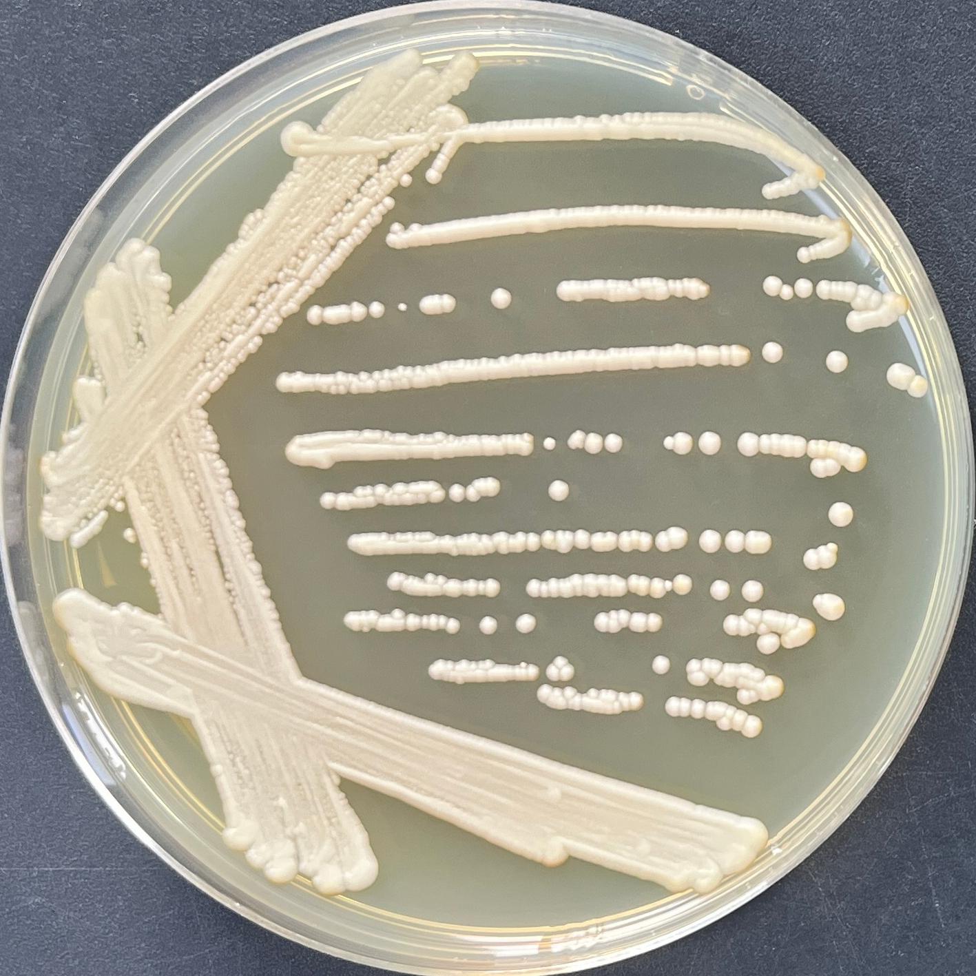 Yuanhe Saturn Spore Yeast-BNCC