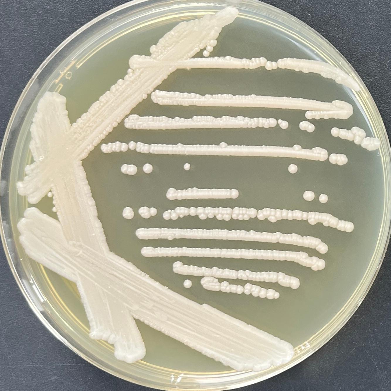 Dansawa Su's yeast-BNCC