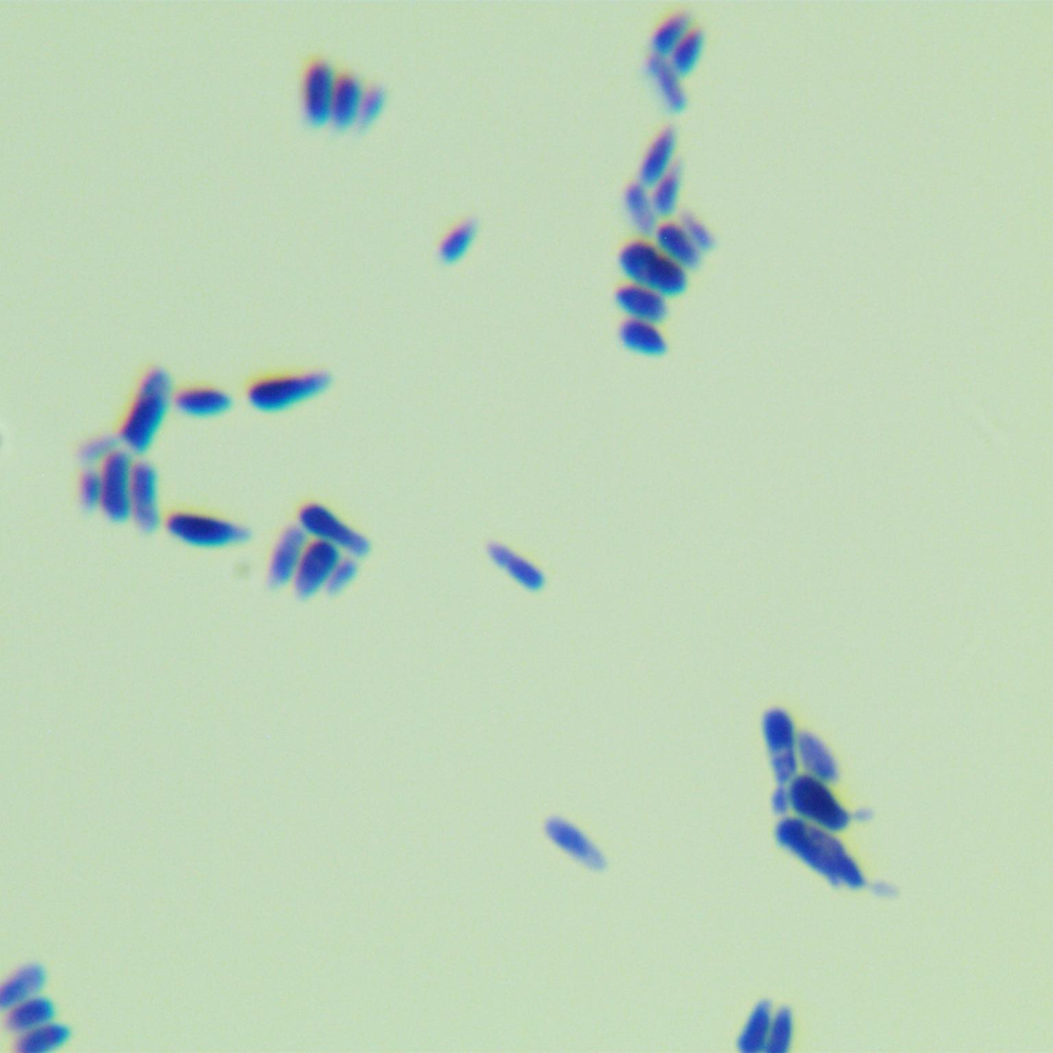 Dansawa Su's yeast-BNCC