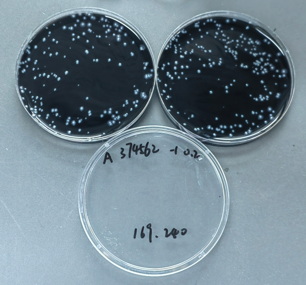 Legionella pneumophila quality control sample-BNCC