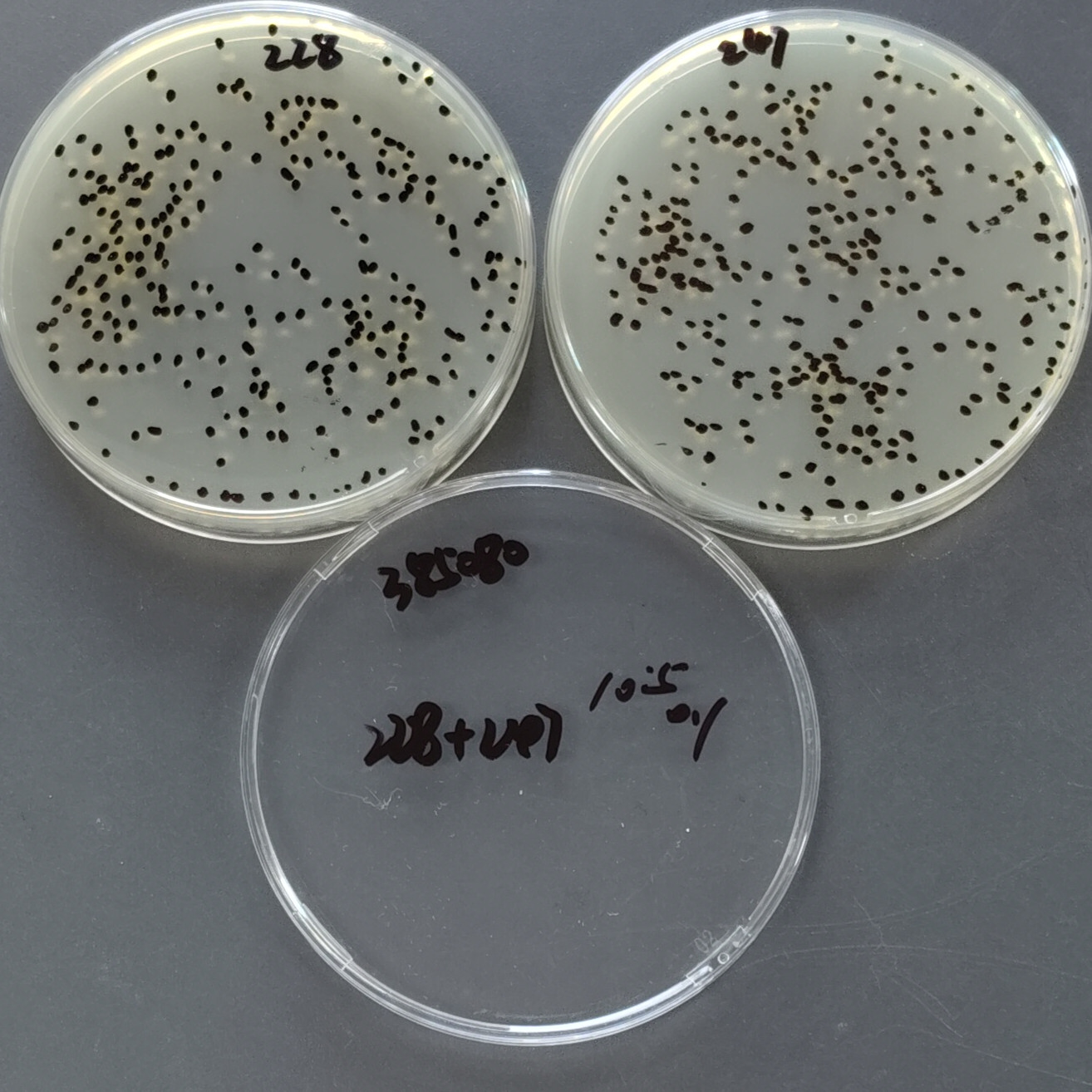 Aspergillus terreus-BNCC