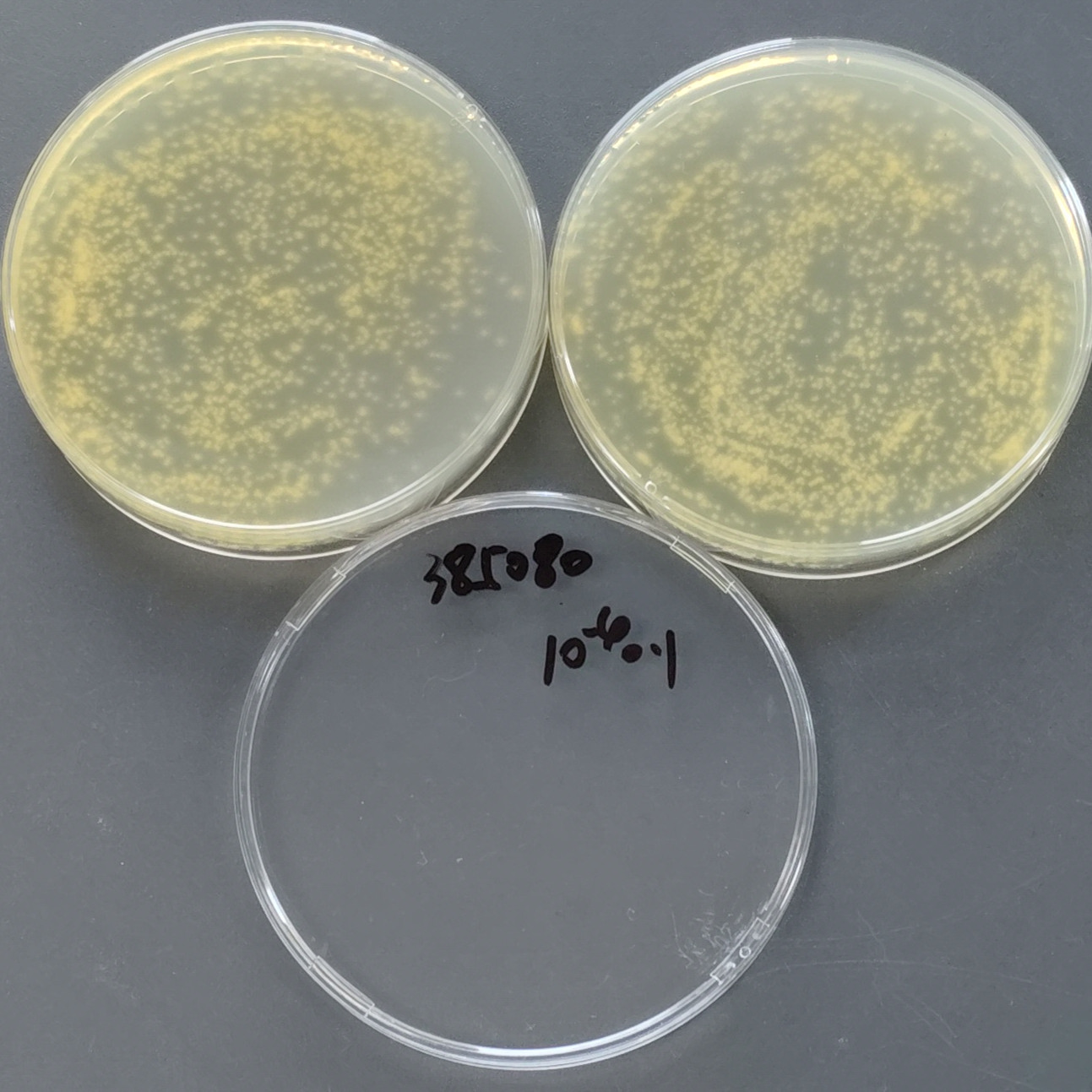 Aspergillus terreus-BNCC