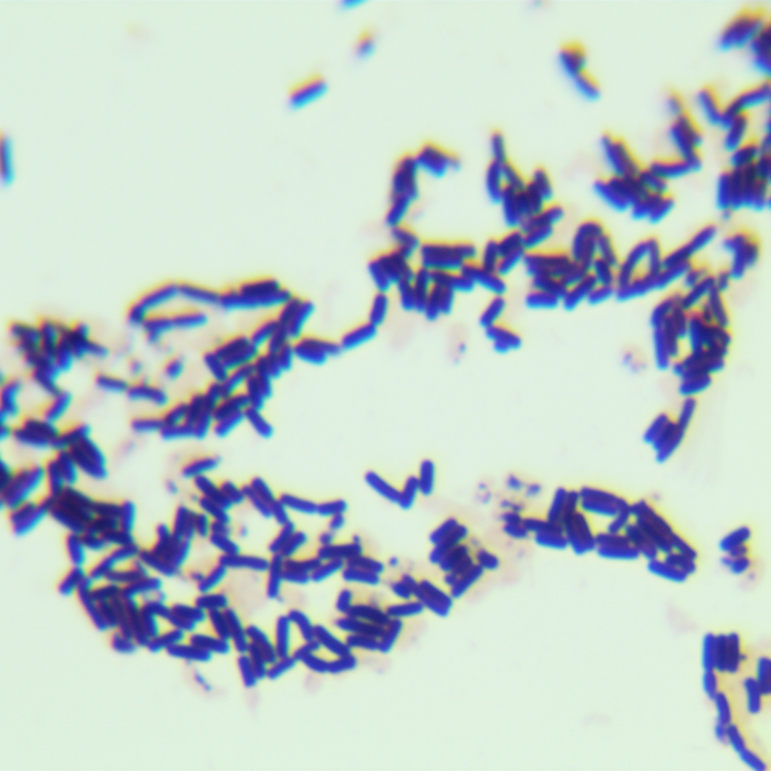 Bacillus genus-BNCC