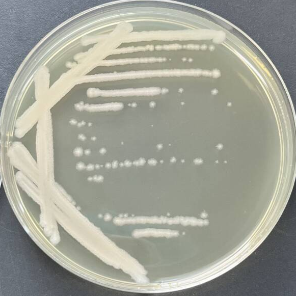 Bacillus genus-BNCC