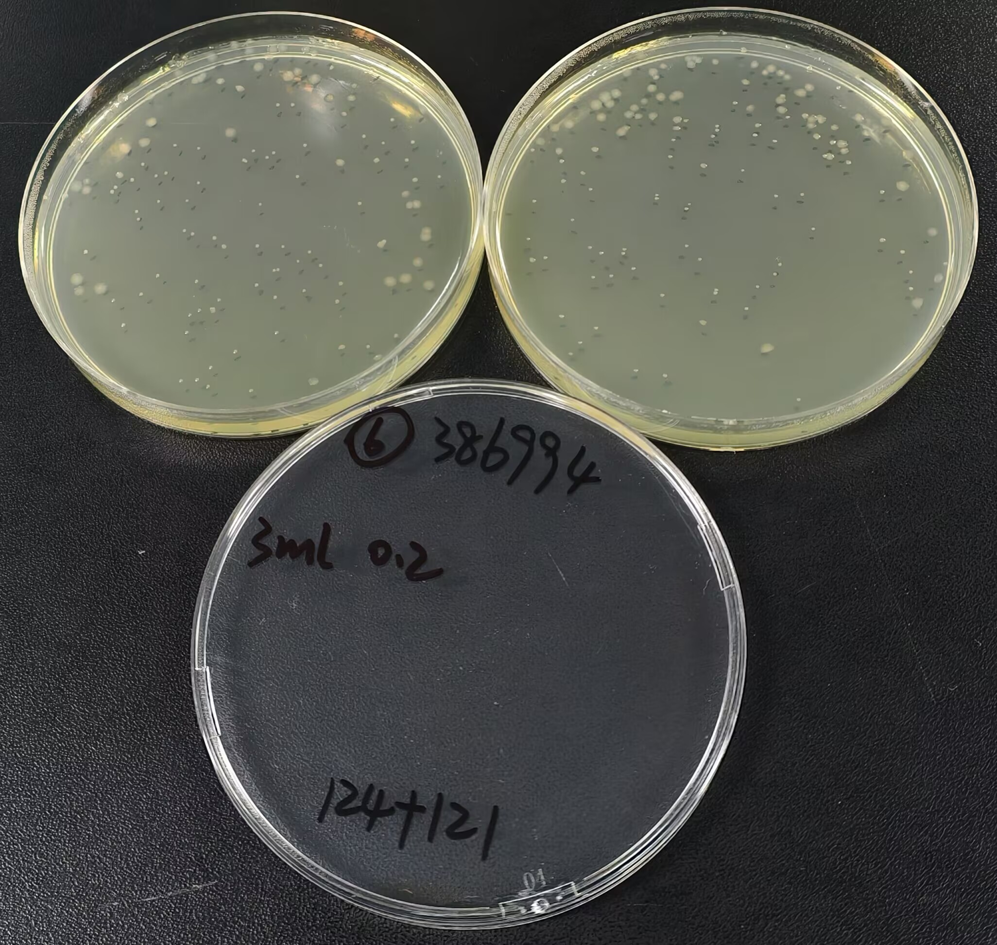 Negative Control Sample for Escherichia coli (Multi-tube Fermentation Method)-BNCC