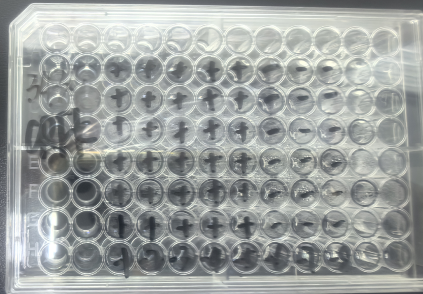 Feline Immunodeficiency Virus-BNCC