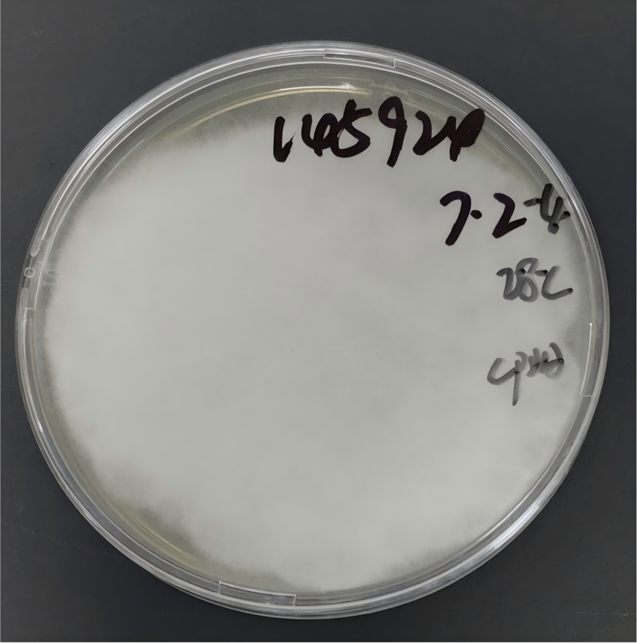 Cunninghamella elegans DNA lab quality control-BNCC