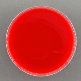 Radiation resistant abnormal cocci DNA standard-BNCC