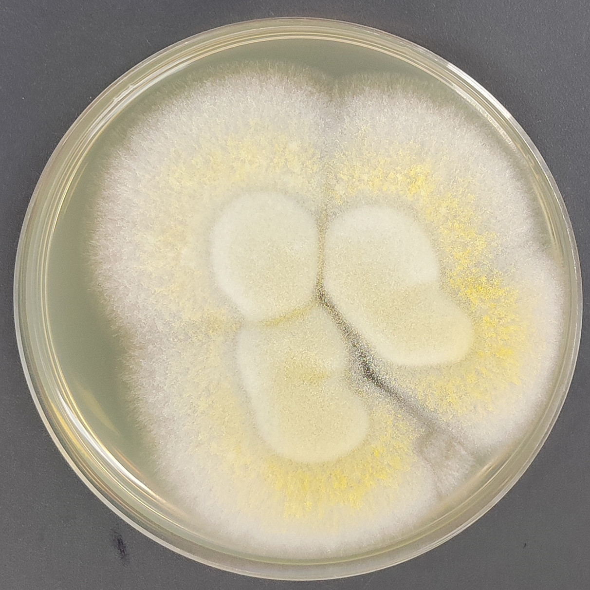 Aspergillus-BNCC