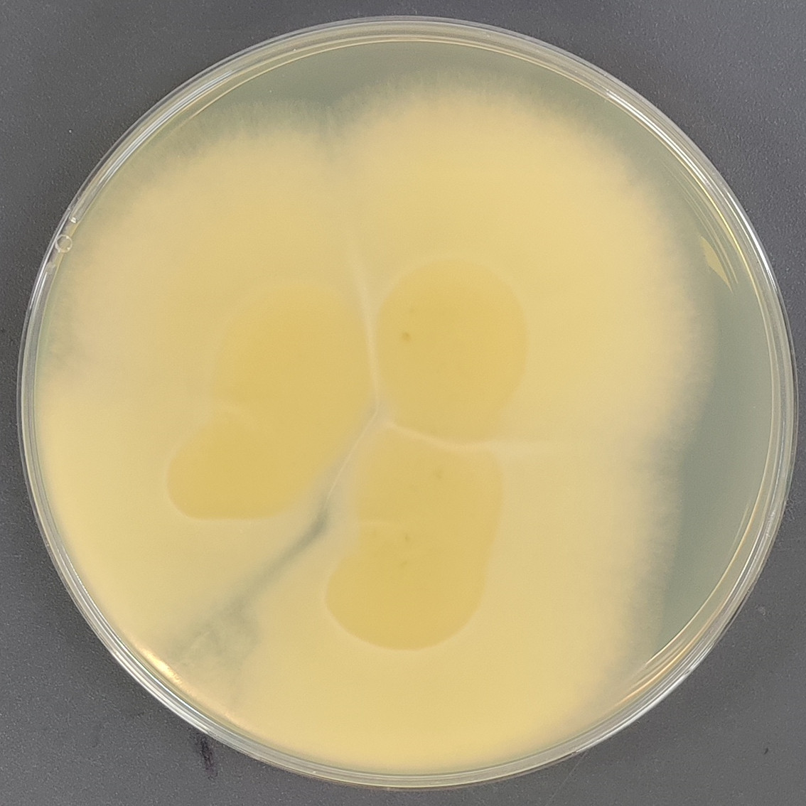 Aspergillus-BNCC