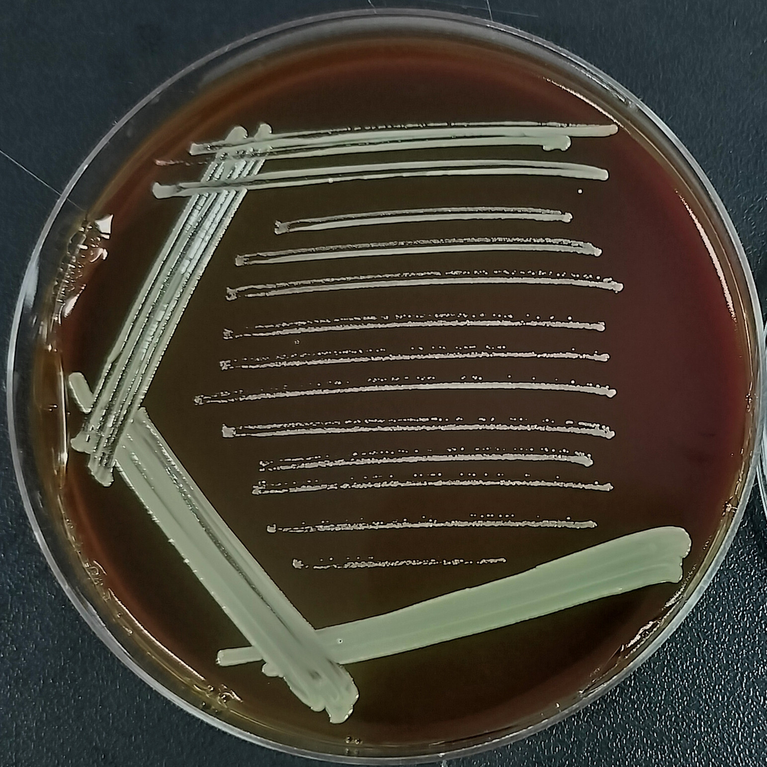 Brucella (S2 strain)-BNCC