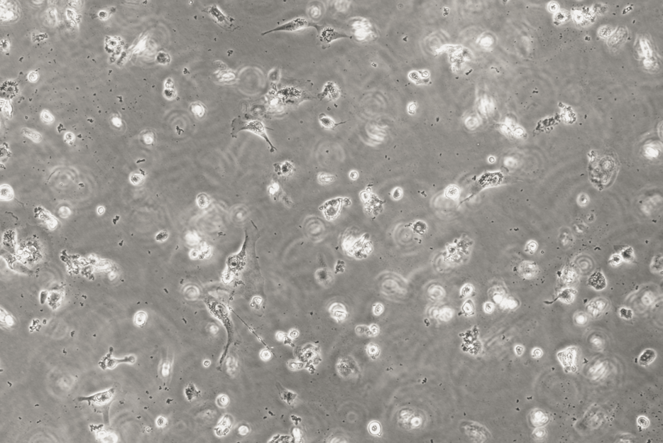 Simian rotavirus RNA standard-BNCC