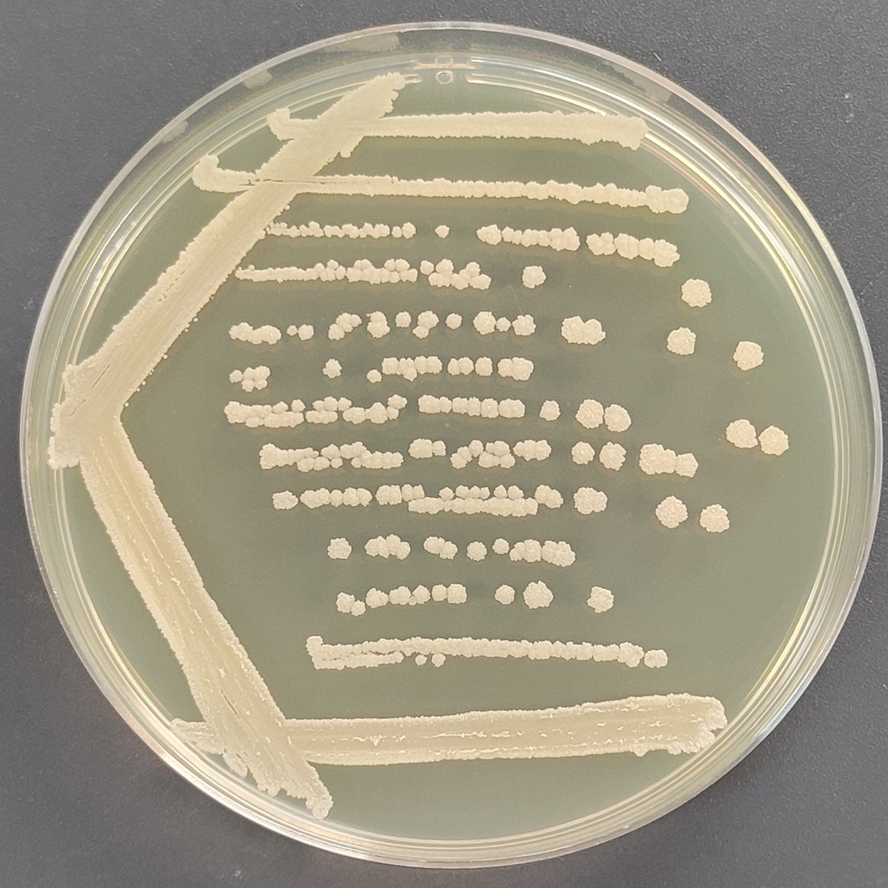Siamese Bacillus-BNCC