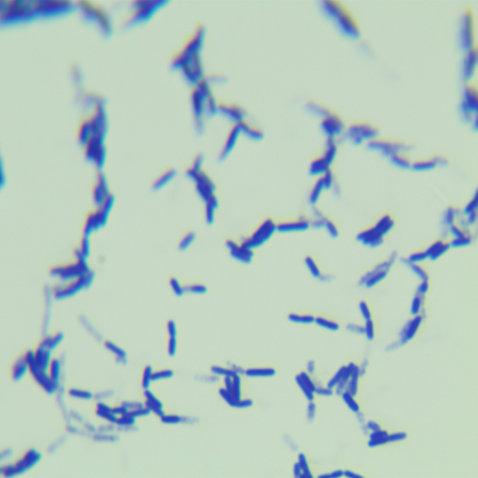 Siamese Bacillus-BNCC