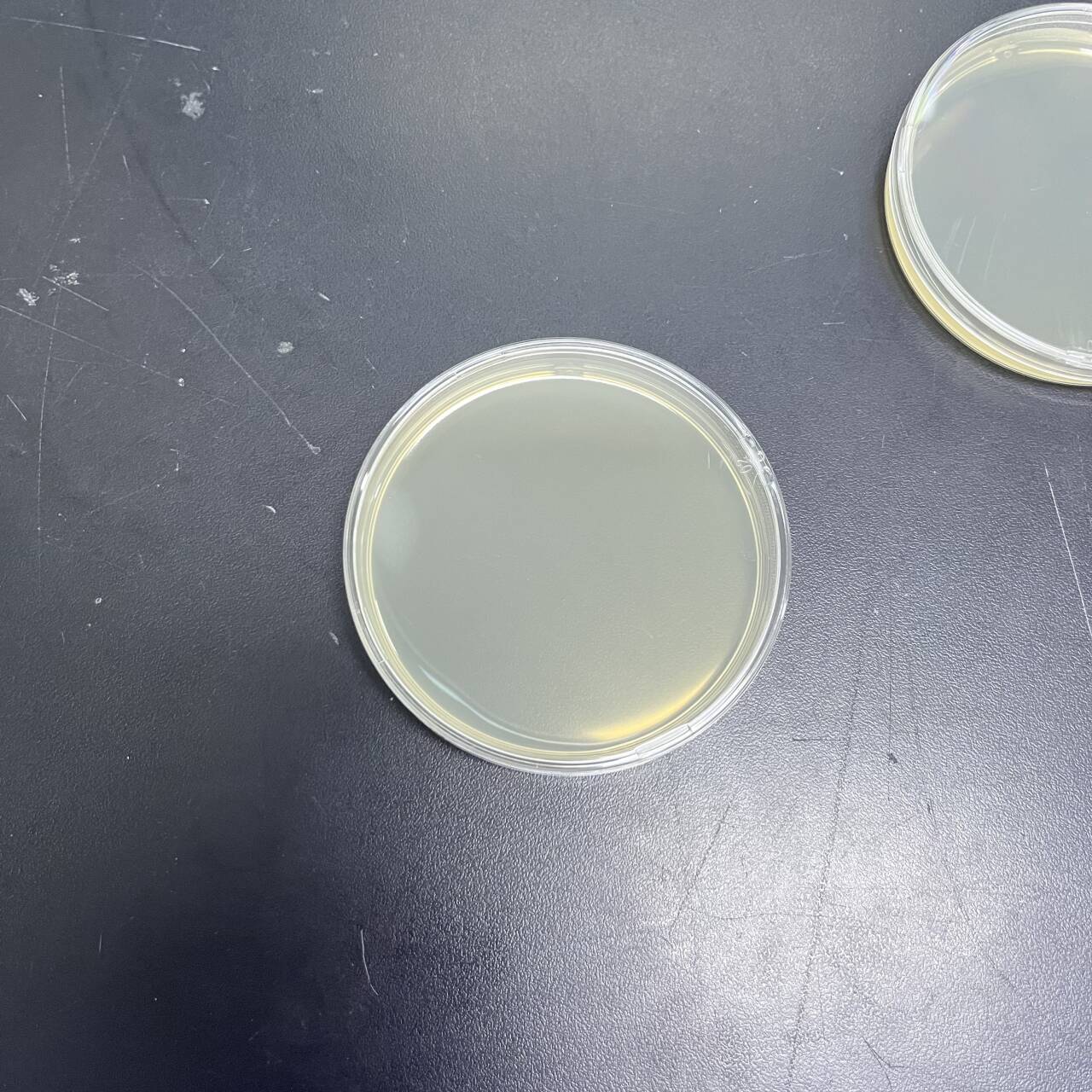 Fusarium verticillioides DNA standard-BNCC