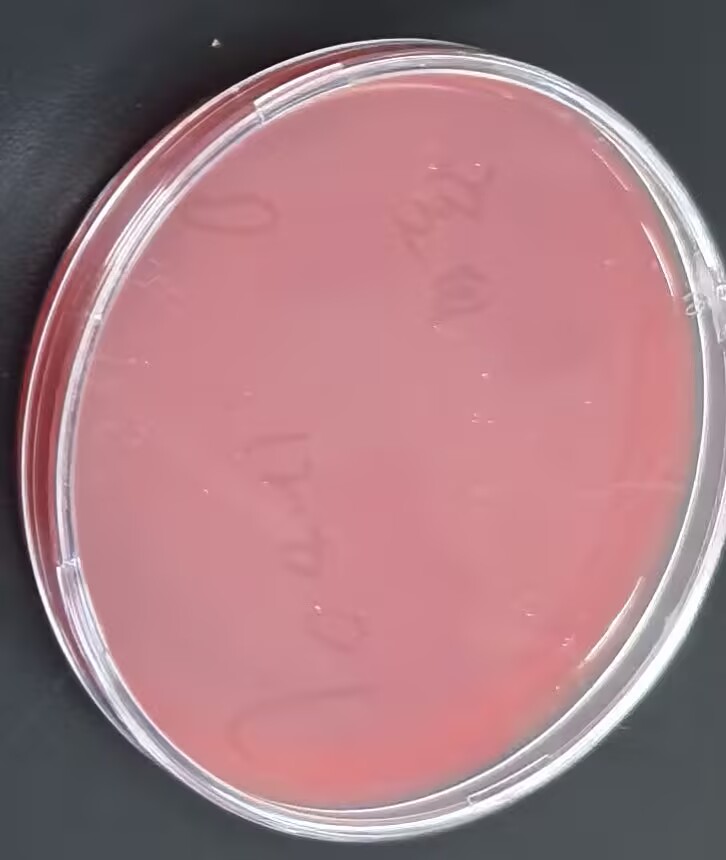 Purulent Cryptococcus DNA Standard-BNCC
