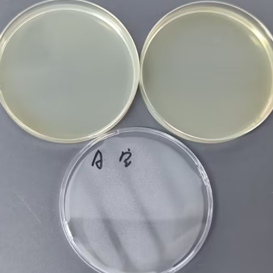 Negative colony count quality control sample (Plate counting method)-BNCC