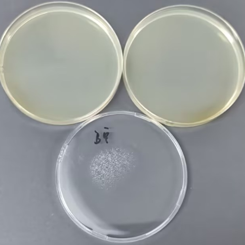 Negative colony count quality control sample (Plate counting method)-BNCC