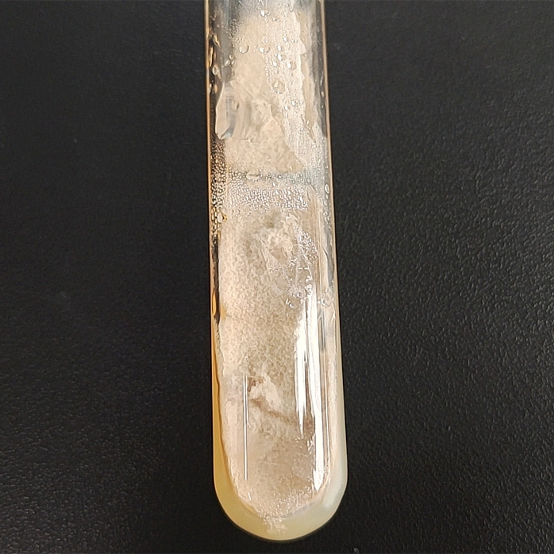 Botrytis cinerea-BNCC