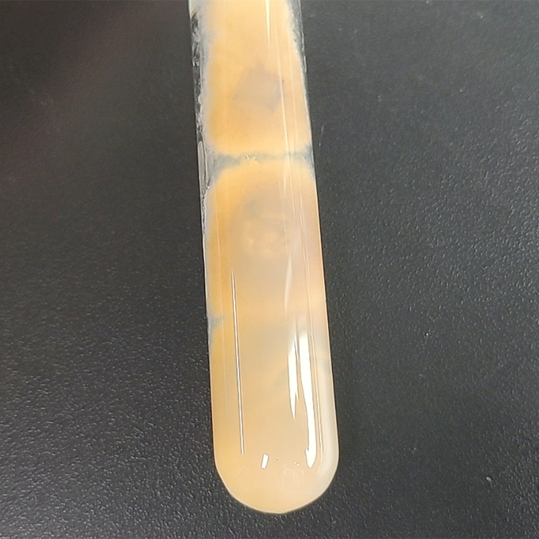 Botrytis cinerea-BNCC