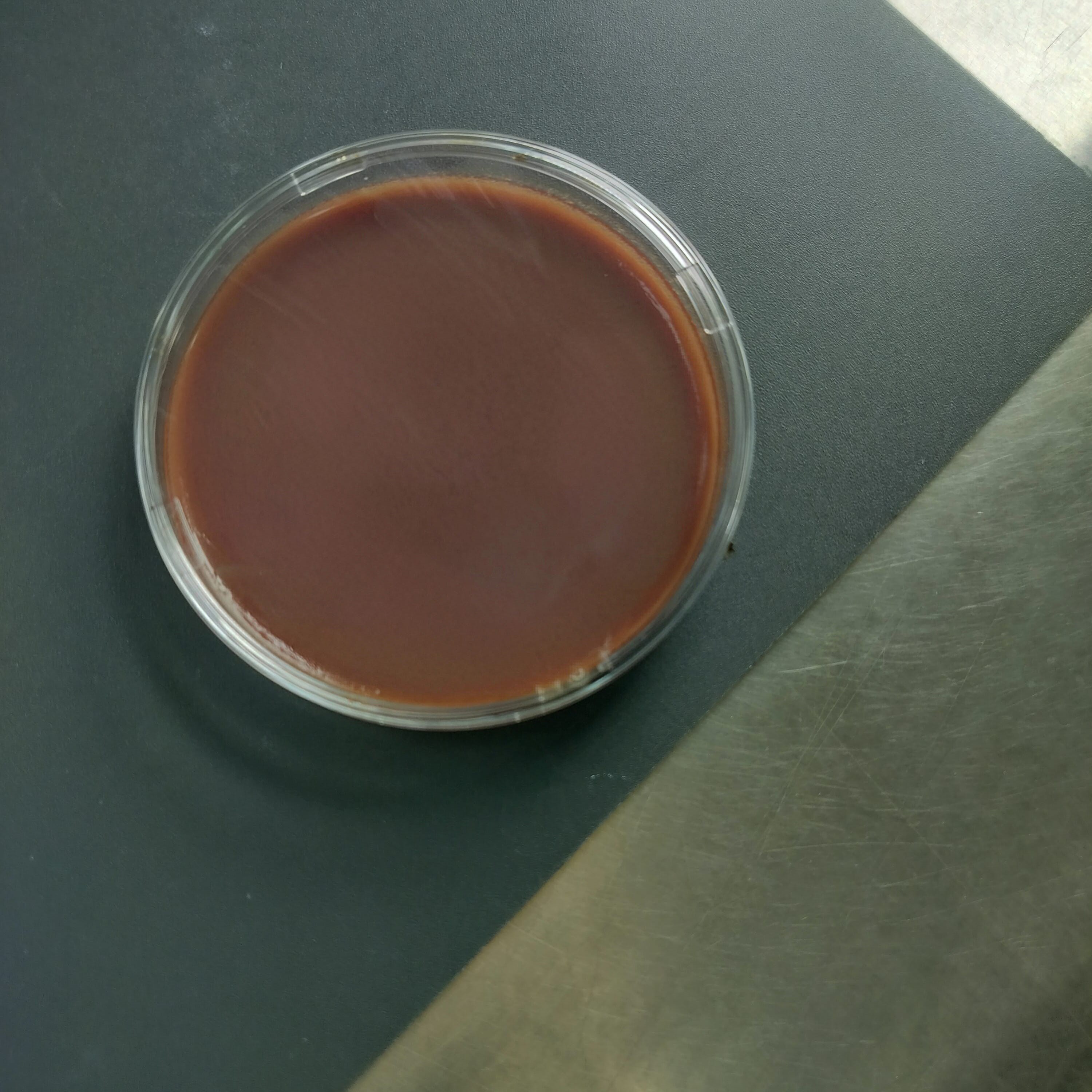 Indoor quality control product for liquid deoxyribonucleic acid of Haemophilus influenzae-BNCC