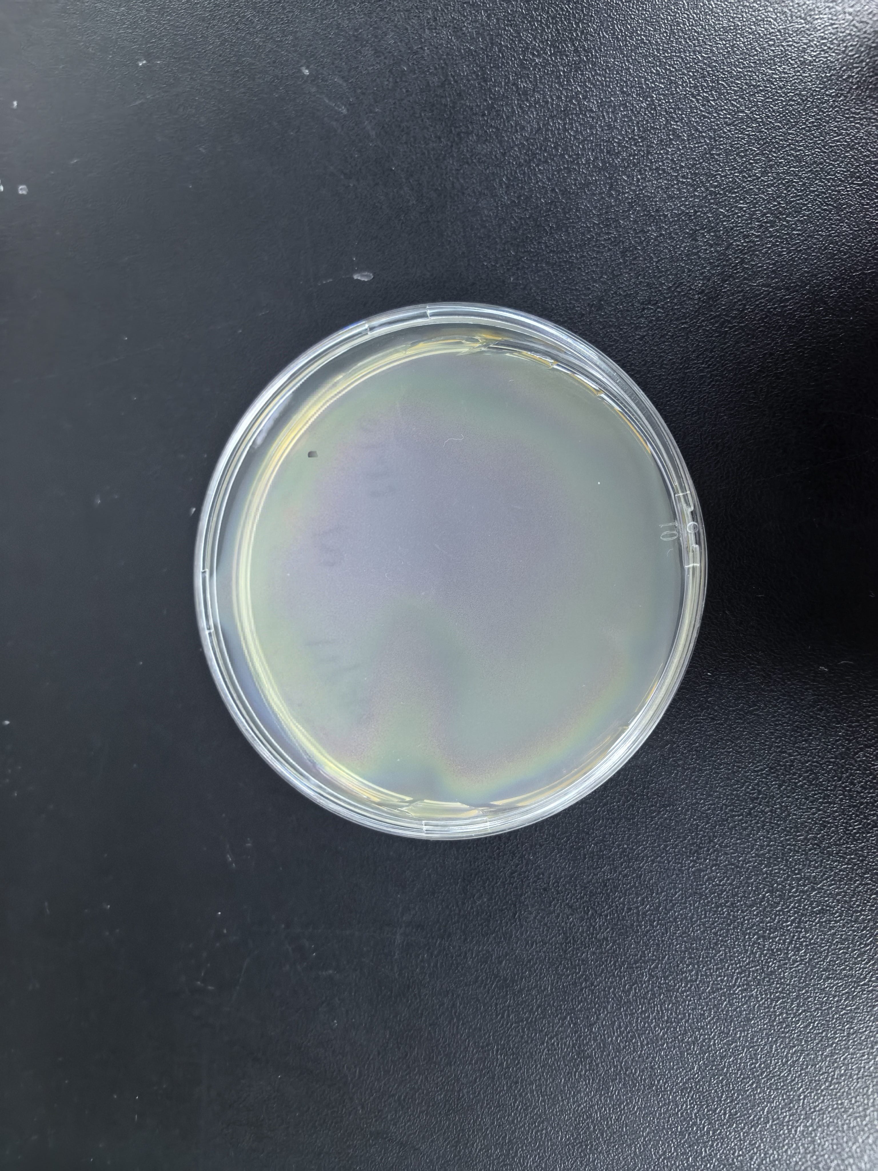 Mycobacterium abscisis subsp. abscisis DNA standard-BNCC
