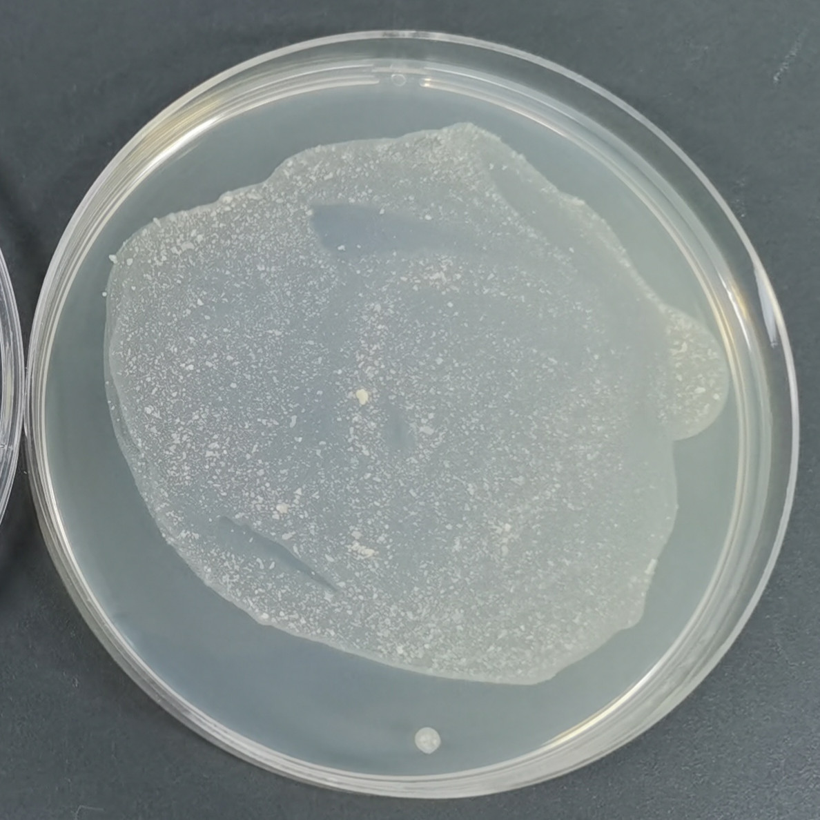 Bacteroides aeruginosa-BNCC