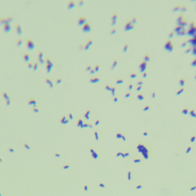 Bacteroides aeruginosa-BNCC
