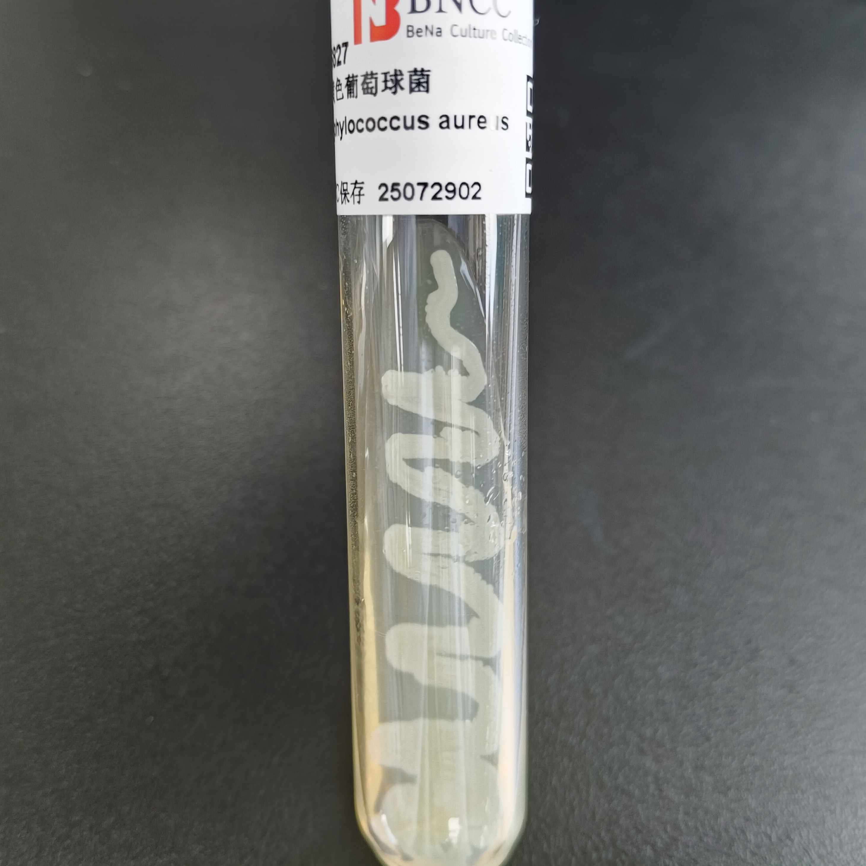Staphylococcus aureus-BNCC