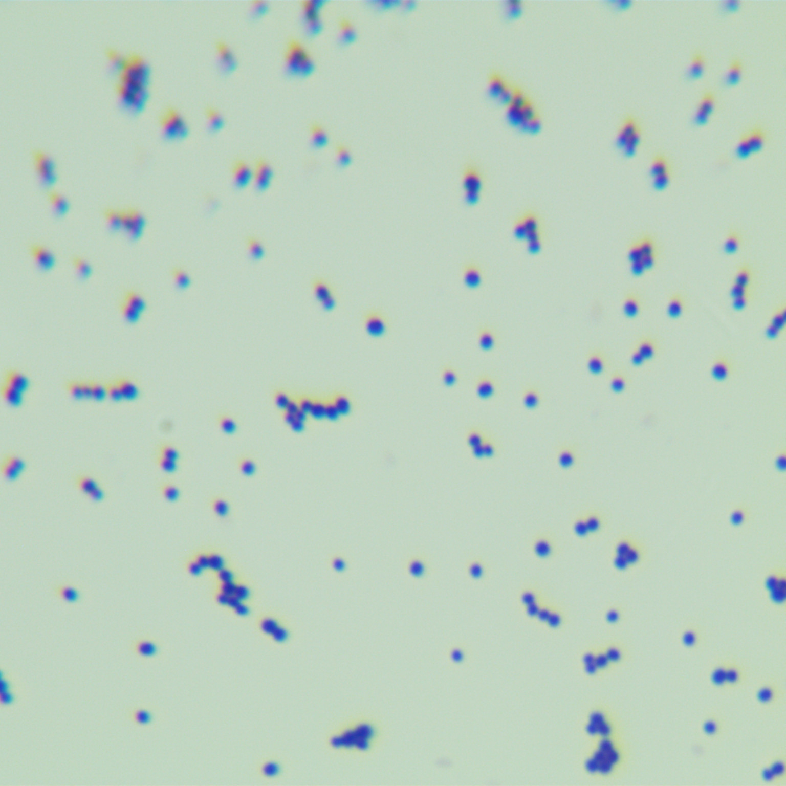 Staphylococcus aureus-BNCC