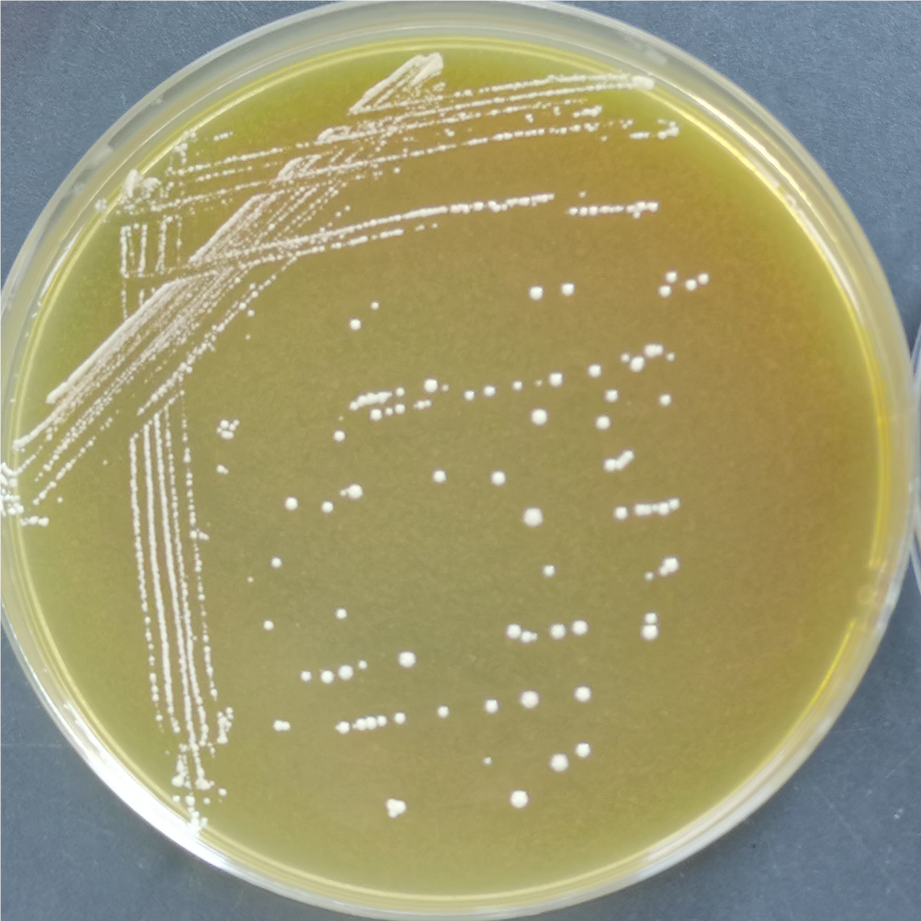 Mouse Lactobacillus-BNCC