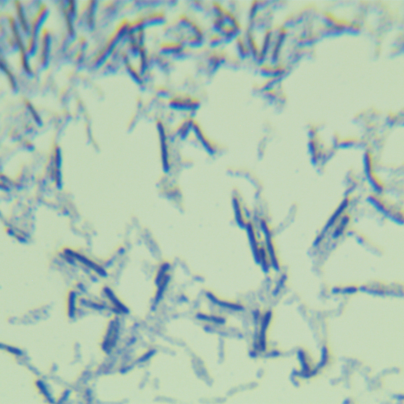 Mouse Lactobacillus-BNCC
