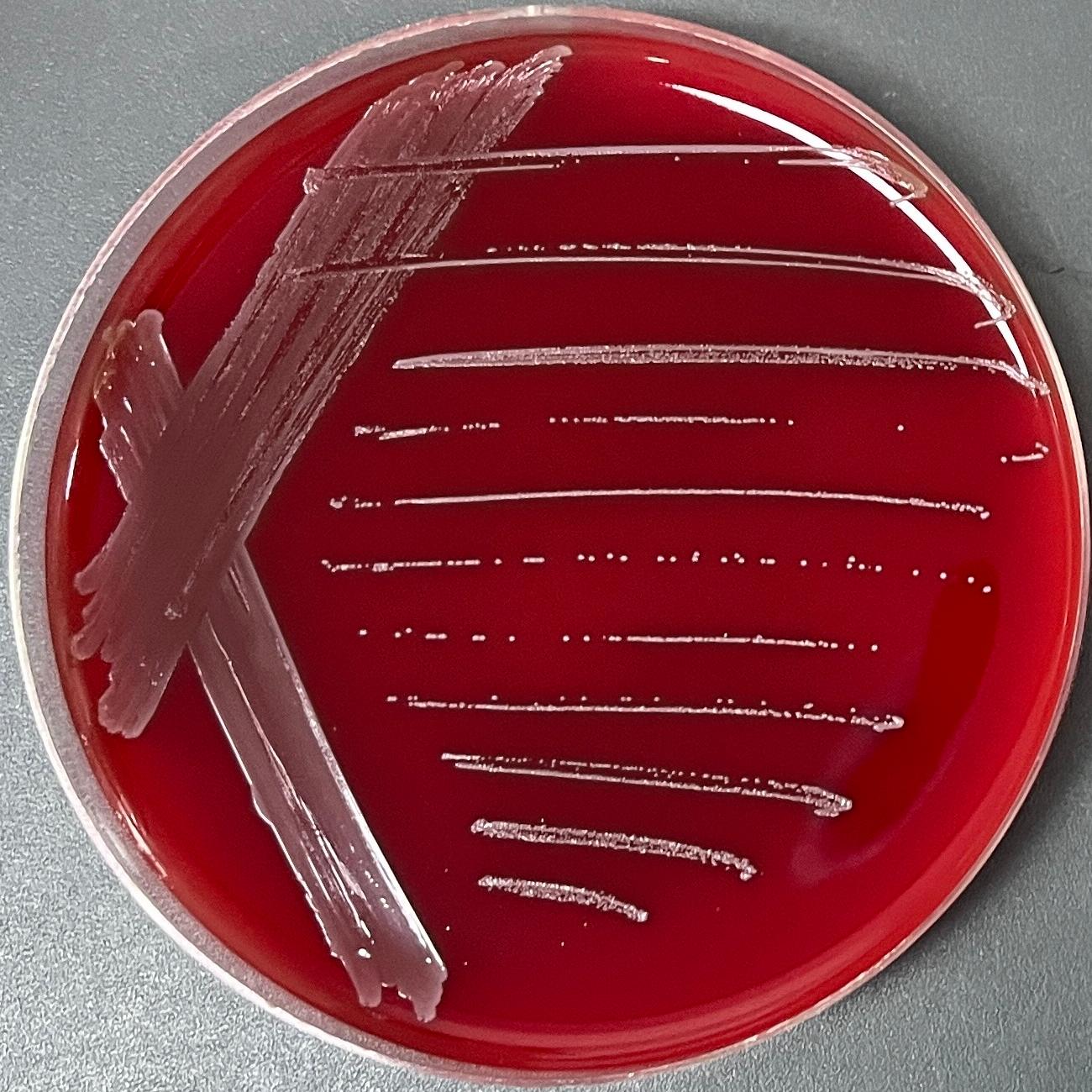 Enterococcus faecalis-BNCC