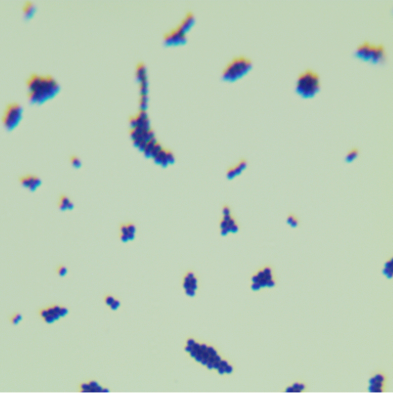 Enterococcus faecalis-BNCC