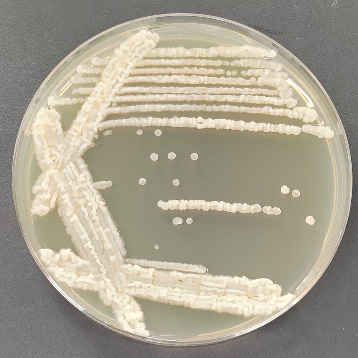 Star shaped filamentous yeast-BNCC