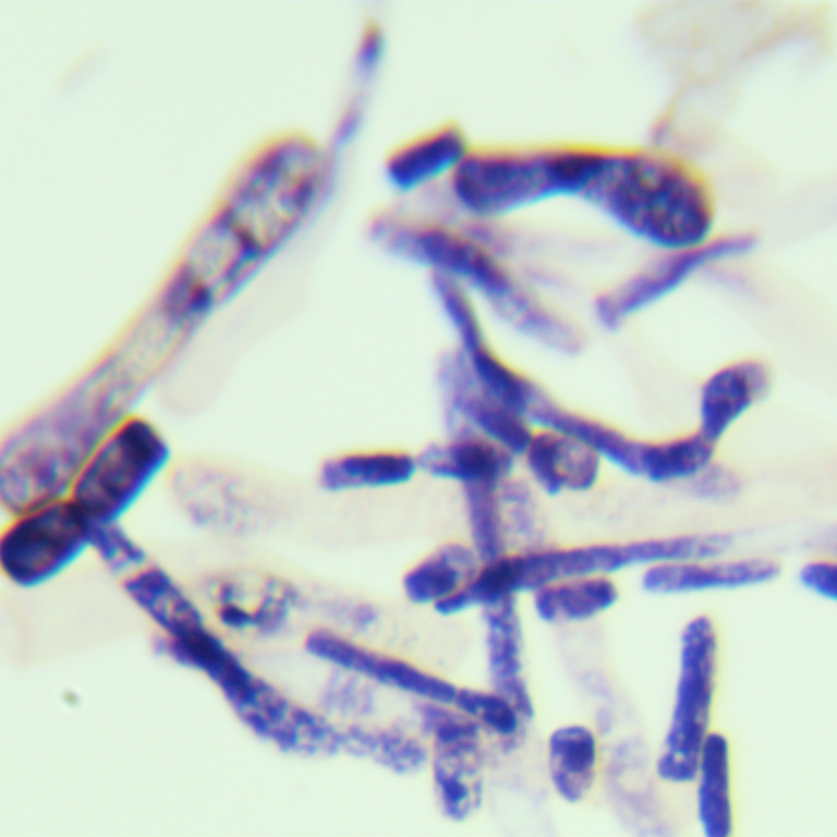 Star shaped filamentous yeast-BNCC